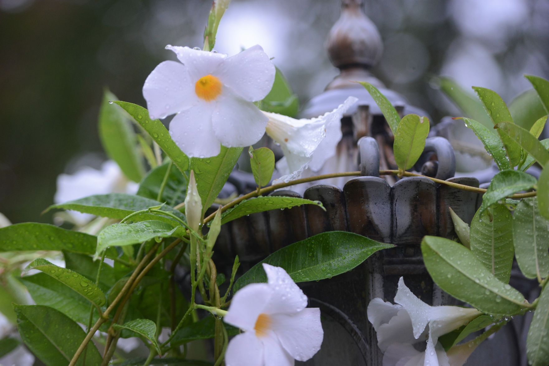 Flowers 4.jpg